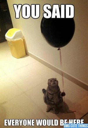 in Kittens , Photos / 15 November 2012 /