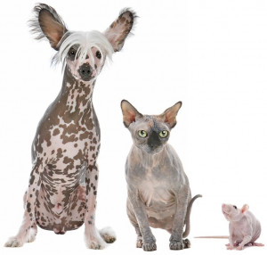 To help improve the quality of the lyrics, visit “Fried Chicken ...