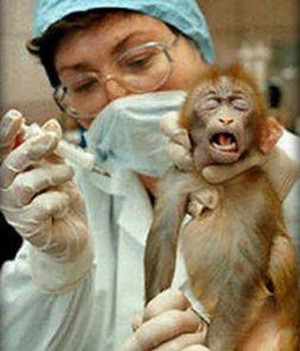 animal-testing