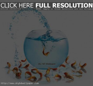 wallpapers in fish jumped hd wallpapers on fish on bowl happy new year