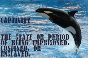 ... captivity3 Pura Vida Bracelets Joins The Fight For Orcas In Captivity