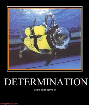 determination funny motivational animals
