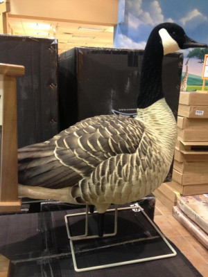 New Avian Goose Decoys Decoy Forum