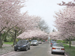 The cherry trees are spectacular. I really love the fallen flower ...