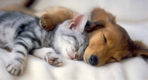 Lovely Kitten and Puppy Sleeping together Picture