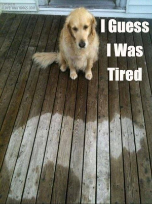 ... Dogs, Silly Dogs, Funny Pictures, Fell Asleep, Naps Time, Rain, Animal