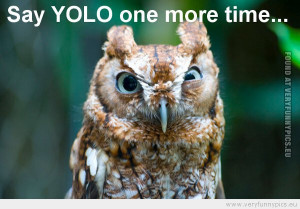 funny-picture-owl-daring-you-to-say-yolo-one-more-time.jpg