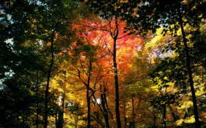 autumn_forest_wallpaper_autumn_nature_wallpaper_1920_1200_widescreen ...
