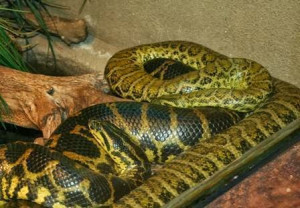 Funny Quotes Green Anaconda Snake 693 X 720 90 Kb Jpeg Fashion