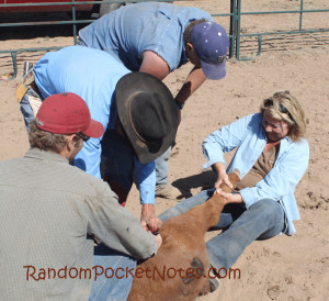 California City Slicker Participates in Branding at New Mexico Ranch