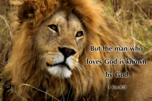 Wild Animal, Lion Panthera, Serengeti Lion, Animal Kingdom, Bible ...