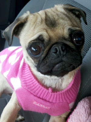 ... ? Np. How about some pics of my pug to tide you over while you wait