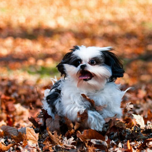 pictures_of_dogs_playing_in_leaves_36.jpg