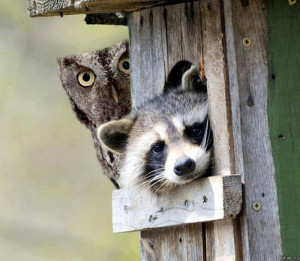 Are you looking for me is a funny image of an owl and a raccoon.