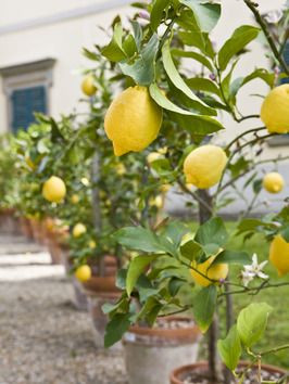 Growing Fruit Trees in Containers. Master gardener Chris Dawson shares ...
