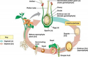 plant reproductive structure