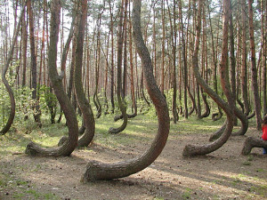 Funny photos crooked forest trees Gryfino Poland