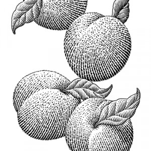 Line Drawing of Peaches
