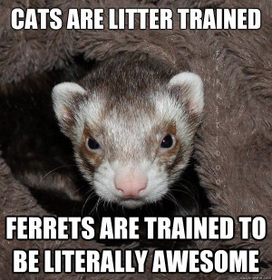 Funny Ferrets | ferret #animal #awesome #cute #cool #wardance #funny ...