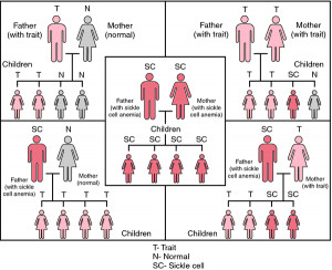Sickle Cell Anemia Disease