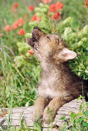 Red Wolf Pup Howling Wolf Pup Howling By Red