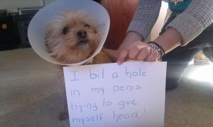 funny dog pictures cone of shame
