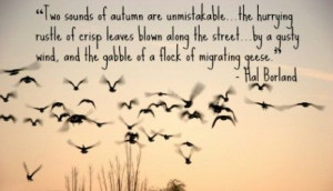 14 Fabulous Fall Quotes: Wonderful Words for Autumn!