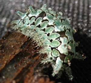 Funny Quotes Contact Us DMCA Notice