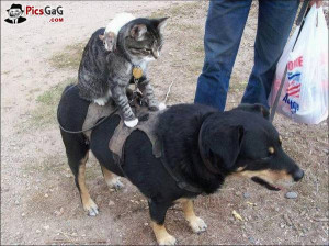 Animal family funny picture which is very hilarious and this funny dog ...