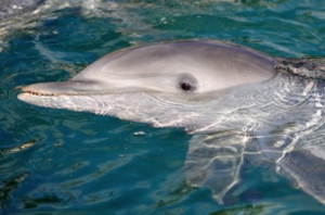 ... navy replaces mine hunting dolphins with underwater robots Pictures