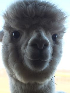 Smiling alpaca // funny pictures - funny photos - funny images - funny ...