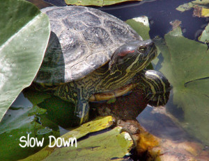 Stress makes us lose perspective, while inspirational quotes can help ...