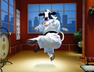 Funny Cow New Photos/Images 2011