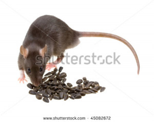 Funny rat eat sunflower seeds isolated on white background - stock ...