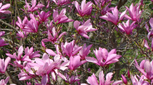 Magnolia Flowers Pink Tree...