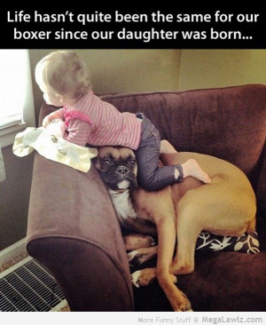 Funny Boxer Dog Pictures With Sayings Funny boxer dog sayings boxer