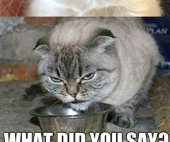 ... cat food - Funny Pictures, Funny Quotes, Funny Videos - 9LoLs.com