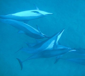 ... off Lana'i, Hawaii; photographer Steve Jurvetson #sea #ocean #dolphin