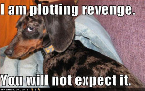 funny dog pictures plotting revenge - another GF revenge