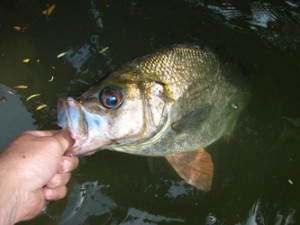 Jamie Behrens Releases The