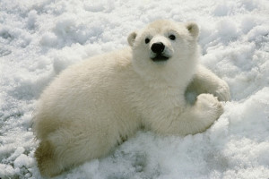 ... cuteness cute animals Animal photography Cute bears baby polar bears