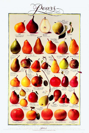 Tip of the Day,Healthy Living,Health Benefits of Pears, Fruits, Health ...