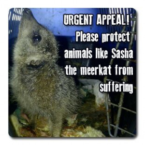 Your gift today, will help fight against animal suffering and ...