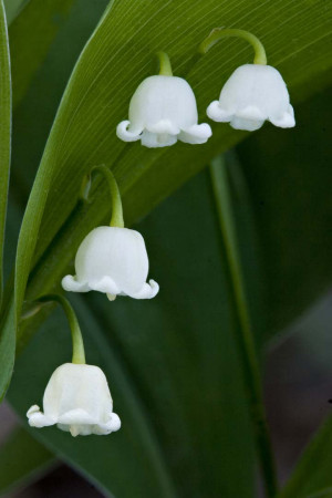 flower flowers Suzuran lily of the valley