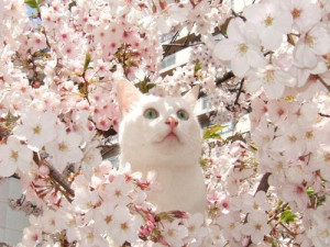 cat cute animal nature cherry blossom aww