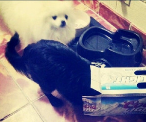 Troublemaker friend with Nola the Cloud cute white Pomeranian dog via ...