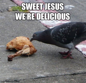 30 Funny animal captions - part 8, funny animal meme, animal pictures ...