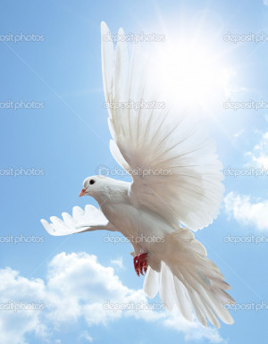 Dove in the air with wings wide open in-front of the blue sky - Stock ...