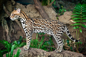 think ocelots are overlooked so often. Look how beautiful this ...