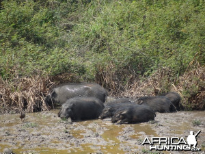 Giant Forest Hog Hunting